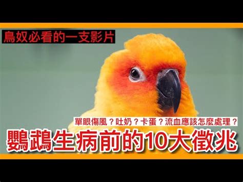 夢到鸚鵡死掉|夢見鸚鵡死掉